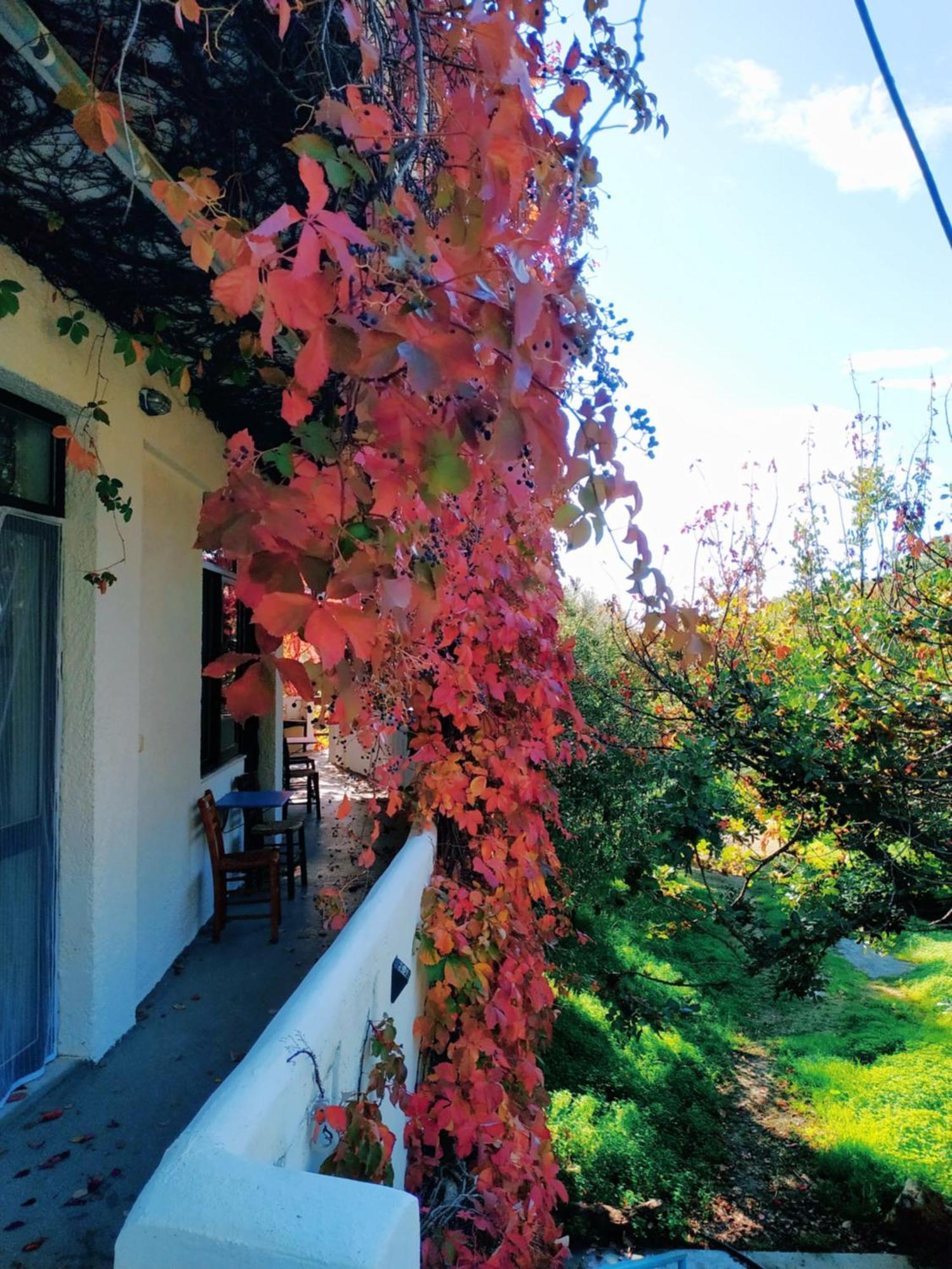 Oleander'S Garden Traditional Cretan Cottage Ferma Exterior photo